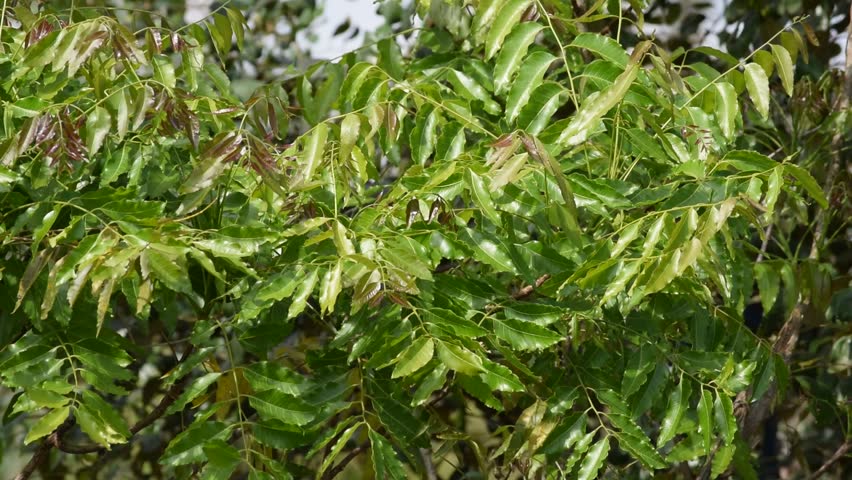 essay on neem tree in hindi