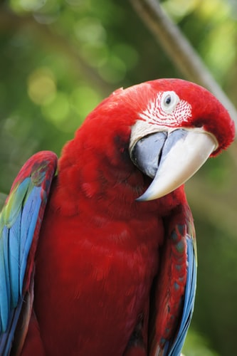 about parrot in hindi