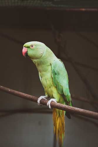 Information about parrot in hindi