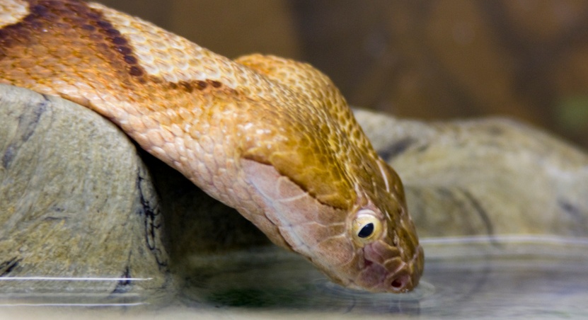 snake poem summary in hindi