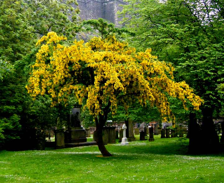 What Are The Poetic Devices Used In The Poem Laburnum Top