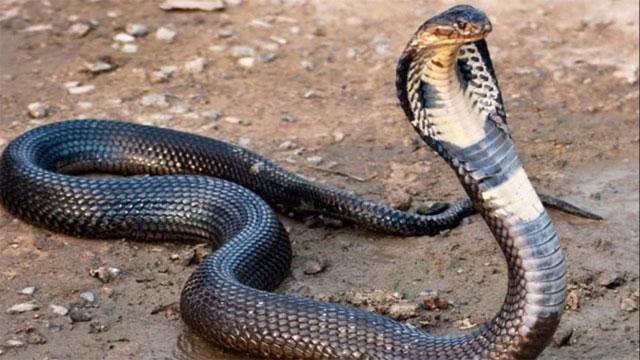Student dies due to snake bite inside class in Sultan Bathri ...