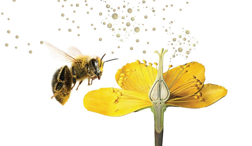 pollination-in-hindi-meaning-definition-types-process-explanation