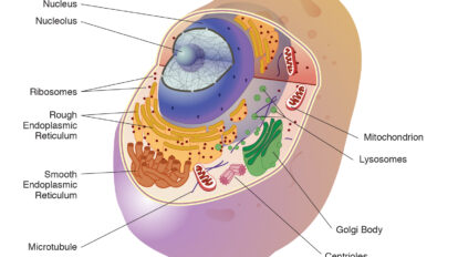 कोशिका के अंगों के नाम - cell organelles in hindi; meaning; definition