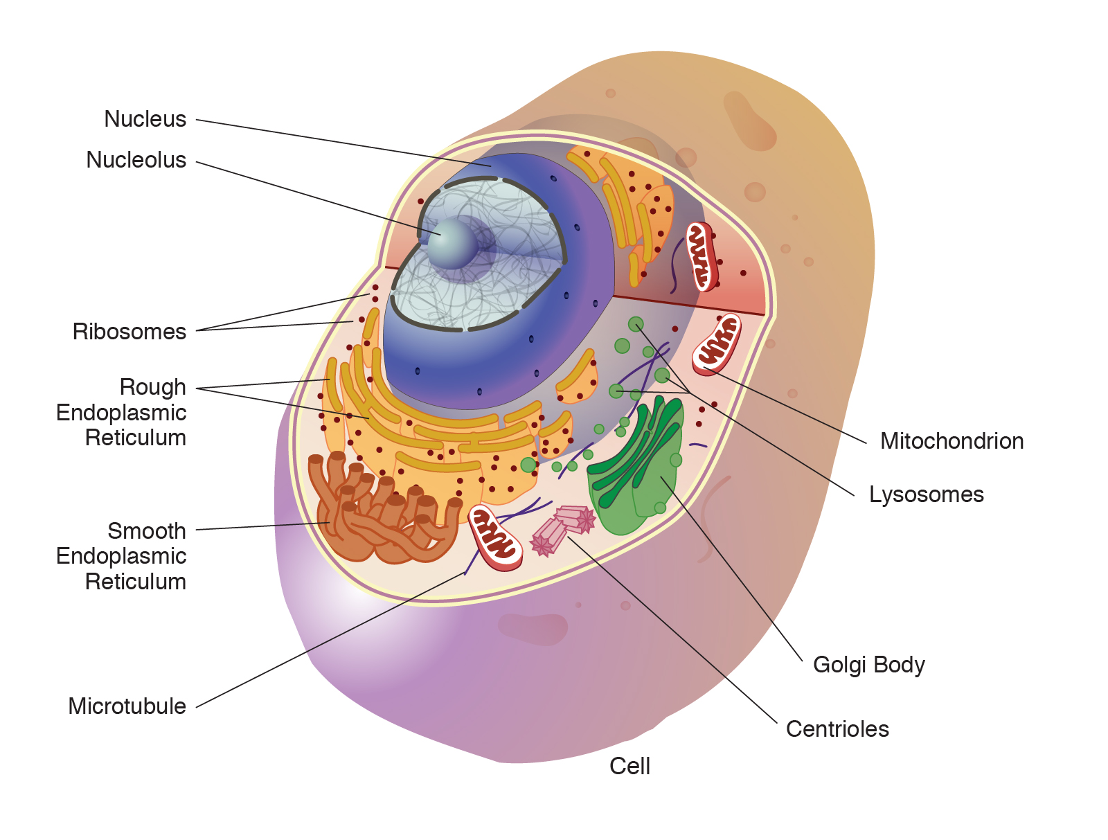 What Organelles Are The Same In Plant And Animal Cells