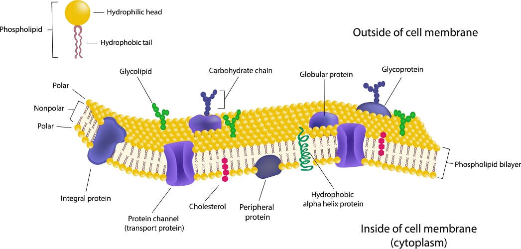 plasma-membrane-in-hindi