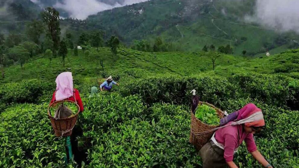 Tea from Assam summary in hindi, Class 10 first flight chapter