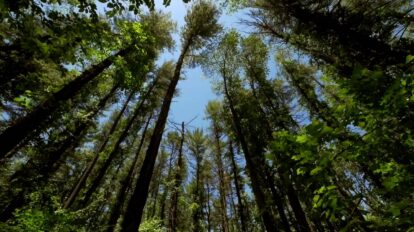 The Trees Poem Summary in hindi, Class 10 first flight