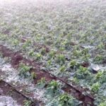 Rabi Crops: बेमौसम बरसात से किसानों की उम्मीद पर फिरा पानी