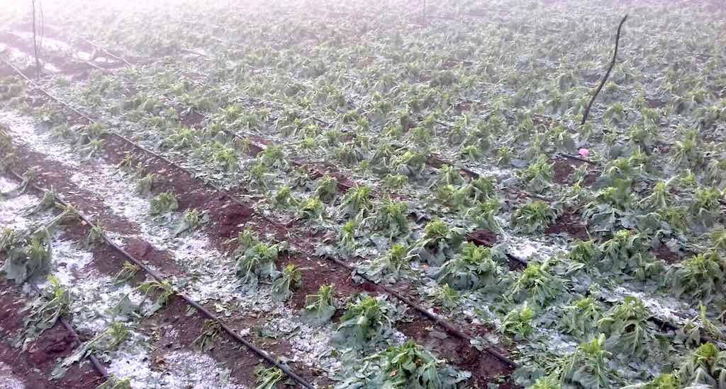 Rabi Crops in India are affected badly due to hailstorms and unusual Rain