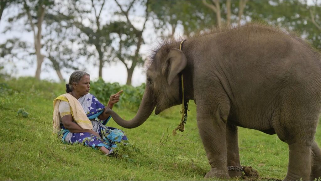 The Elephant Whispers Documentary's Main Characters
