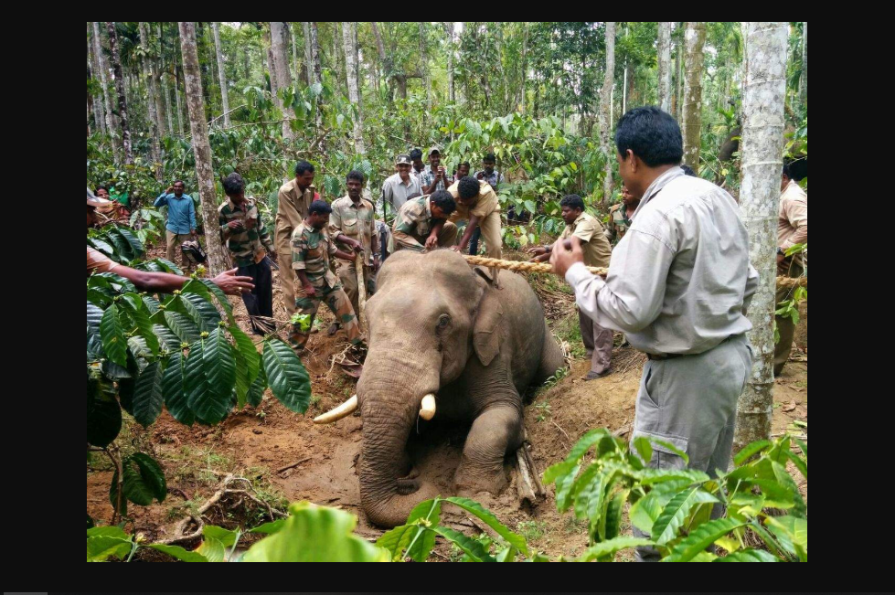 Human Animal Conflicts is increasing in CG