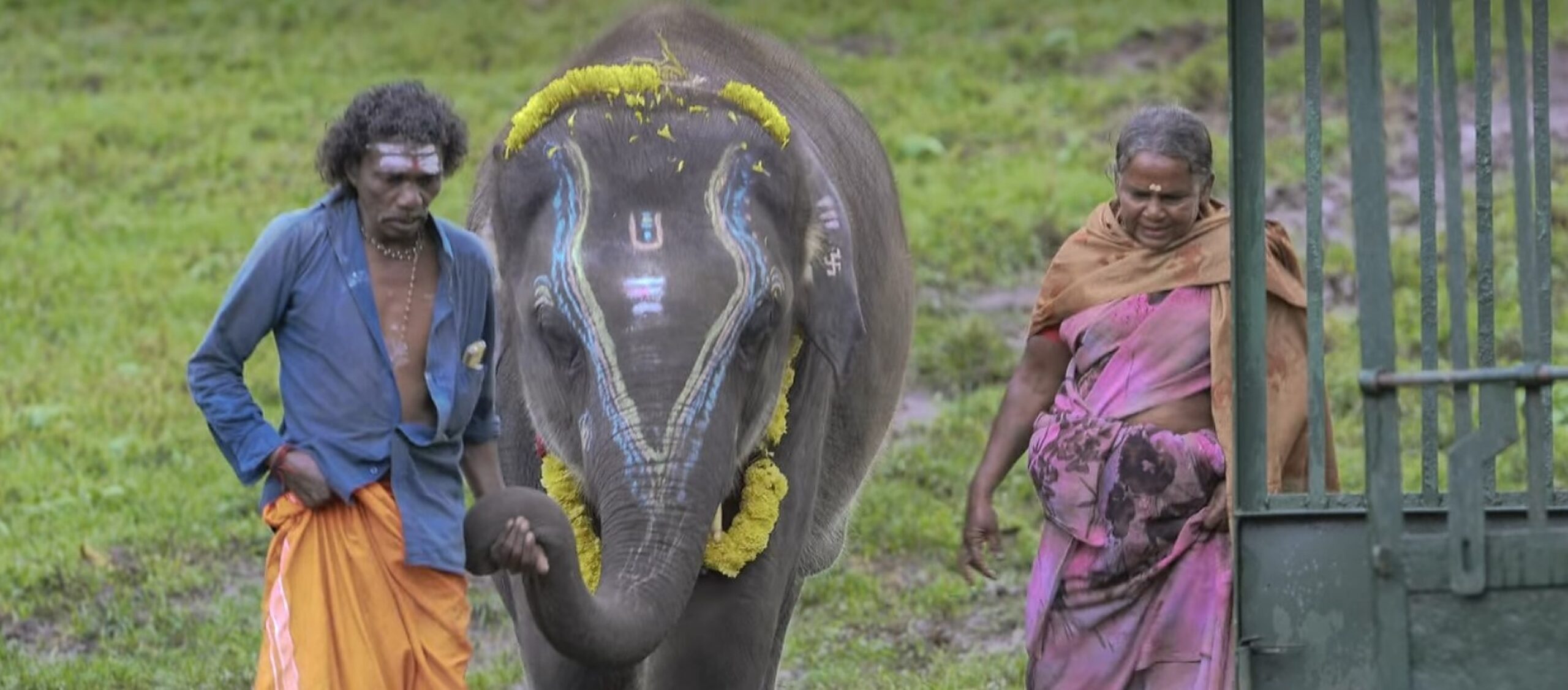 Raghu- The Elephant Whispers Main Character
